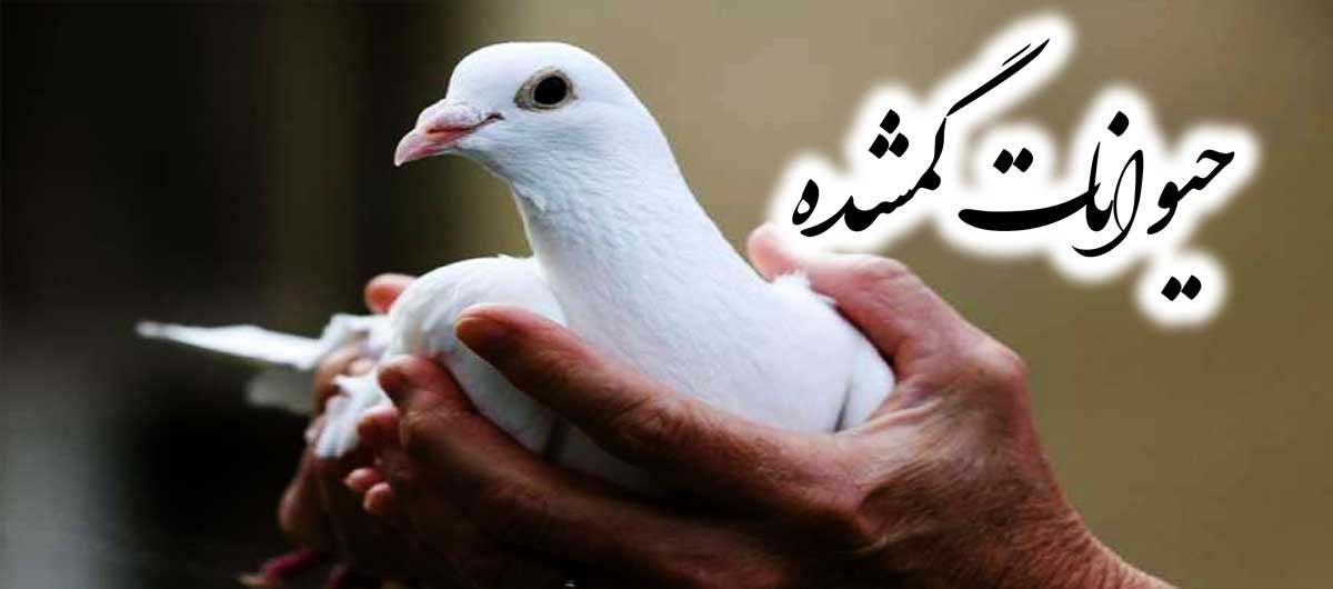 Lost animals - سامانه حیوانات باید خانه امن حیوانات باشد