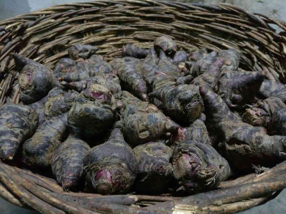 5dcbcce6949dfc15f926c7af431f1aebc4e3eae8 3 - هویج سیاه | روش کاشت و اصول پرورش هویج سیاه