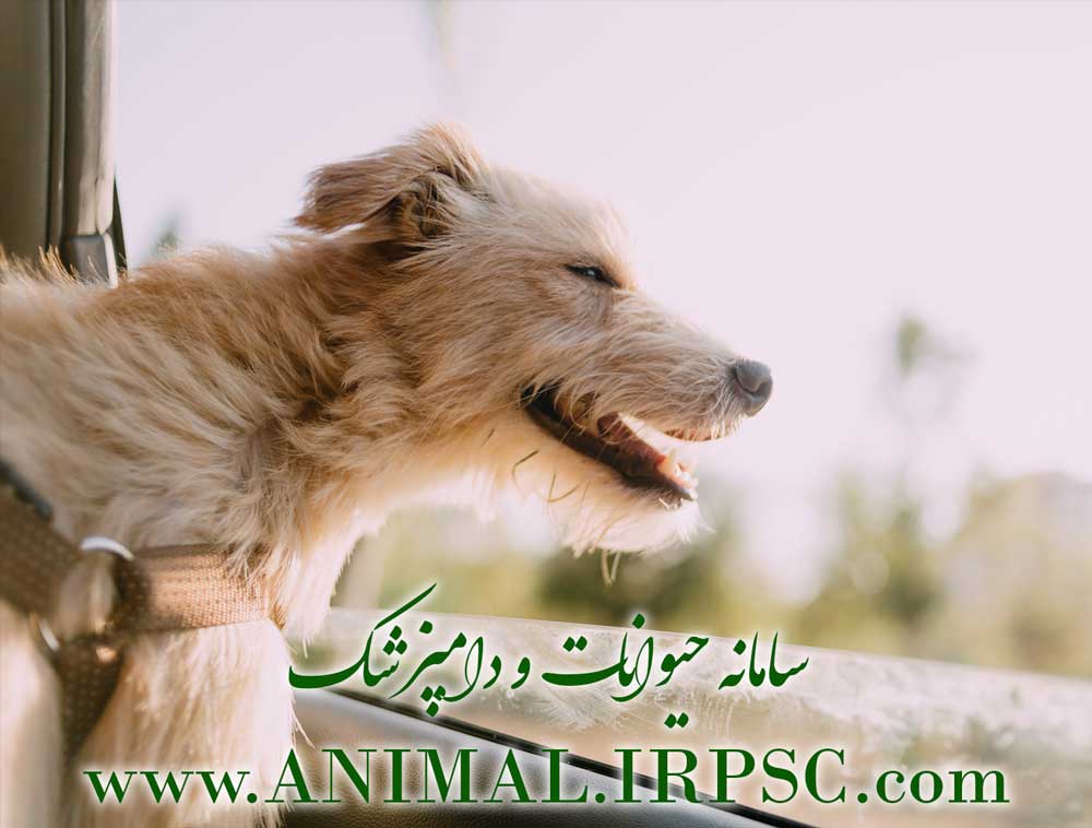 ec2689625bd86b86983ca0d1bc3b950d6bafeca7 3 - 25 دلیل که سگ ها بهترین حیوانات خانگی روی زمین هستند | مزایای داشتن سگ
