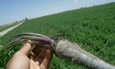 ff401446a8e2136975c9ced1e22806b256e1874c 3 - هویج سیاه | روش کاشت و اصول پرورش هویج سیاه